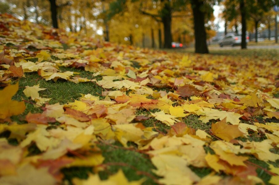 опавшие листья
