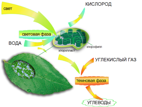 процесс фотосинтеза у листвы