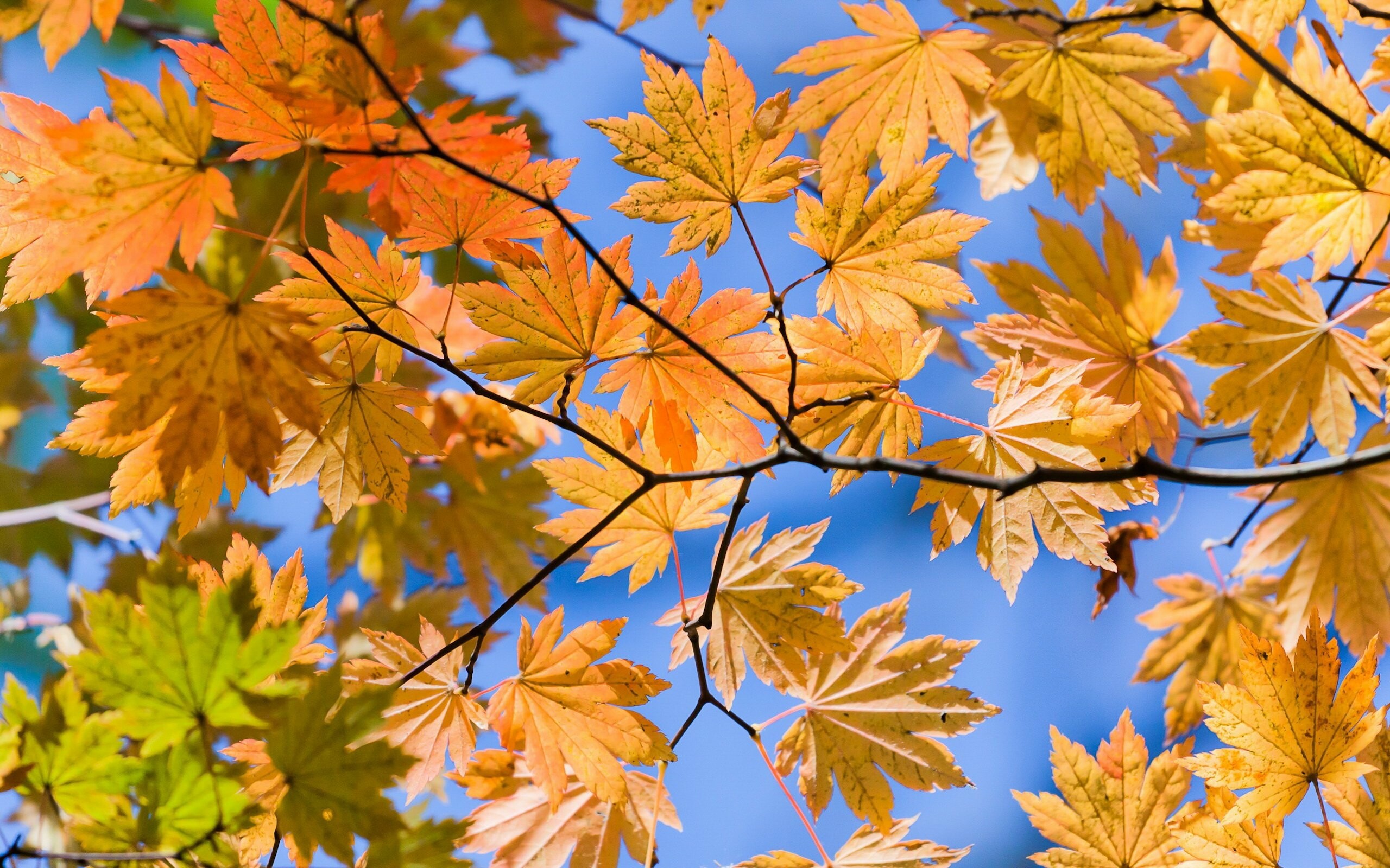 Почему листья меняют цвет осенью? Важные факторы и процессы